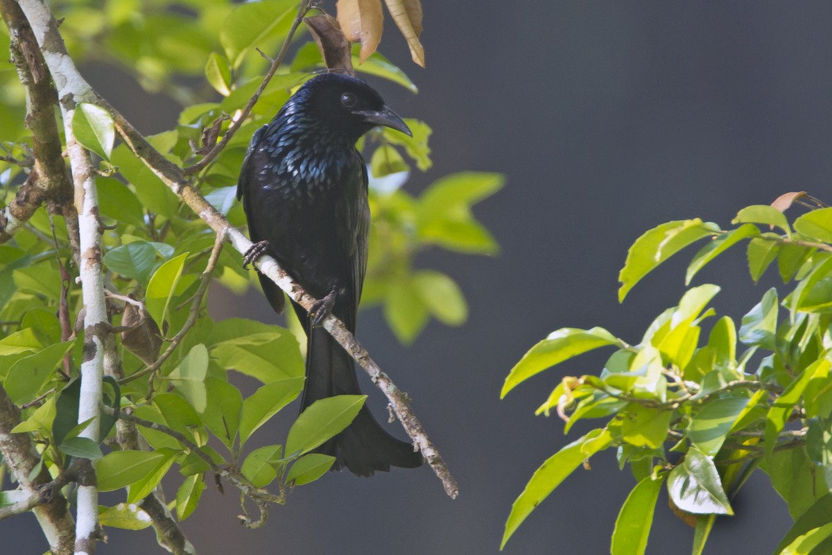 Hair-crested Drongo - ML204577391