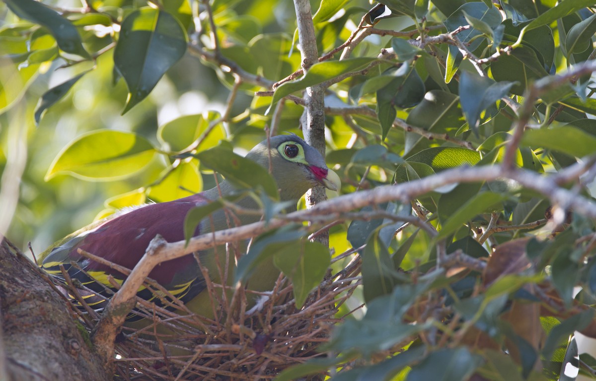 Thick-billed Green-Pigeon - ML204577401