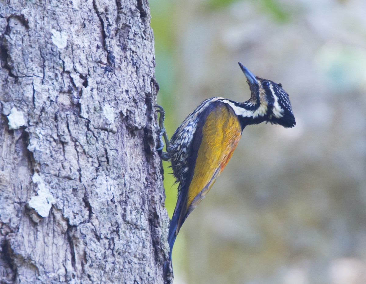 Common Flameback - ML204577411