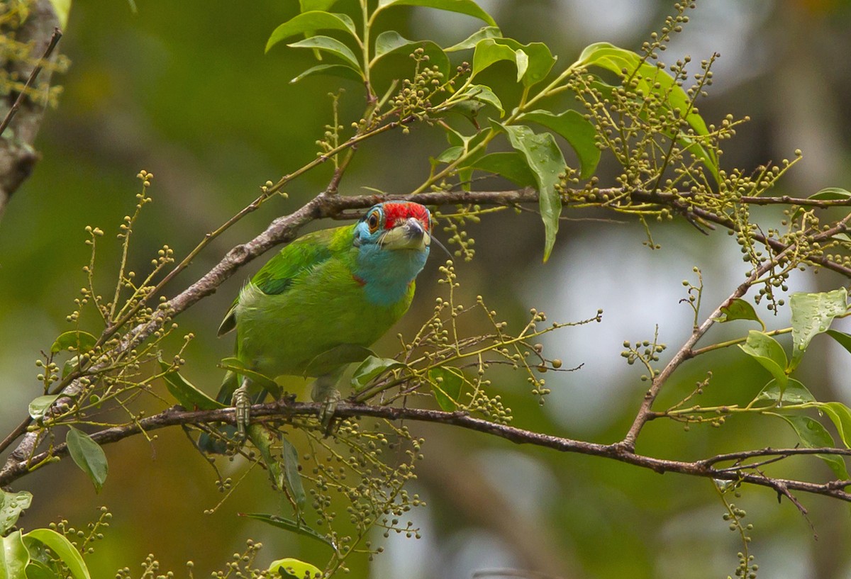 Blue-throated Barbet (Blue-crowned) - ML204577421