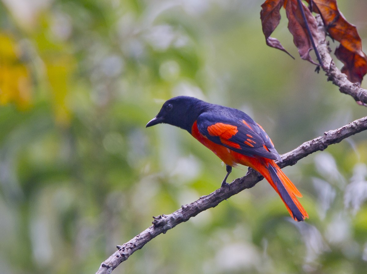 Scarlet Minivet - ML204577451