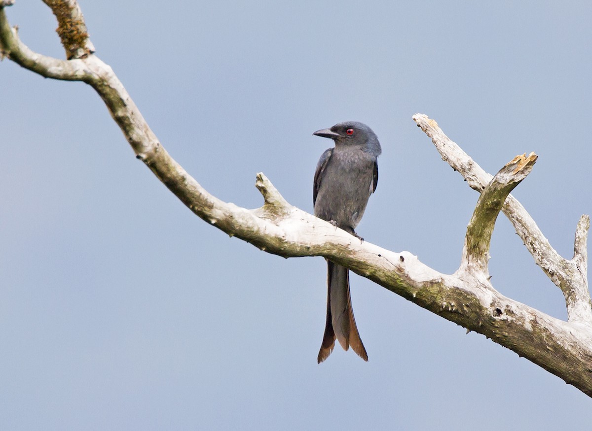 drongo kouřový [skupina leucophaeus] - ML204577461