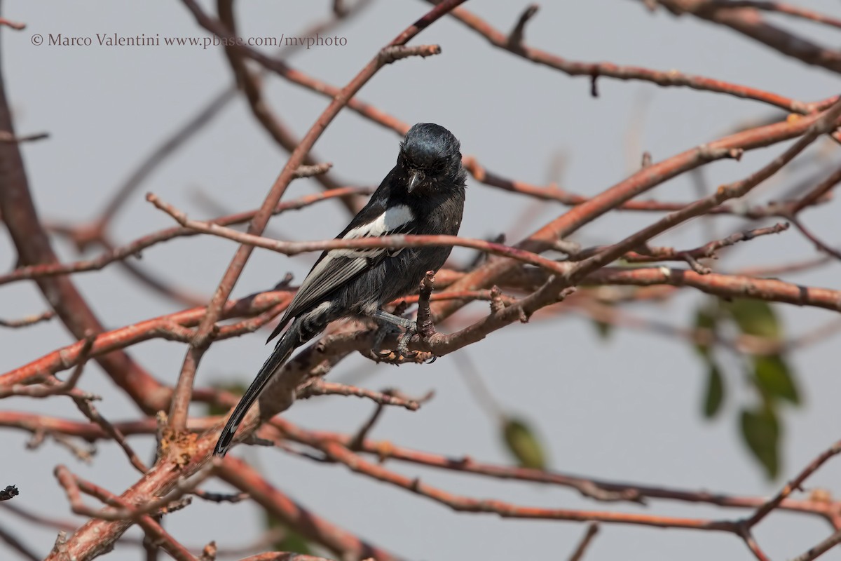 Southern Black-Tit - ML204577581