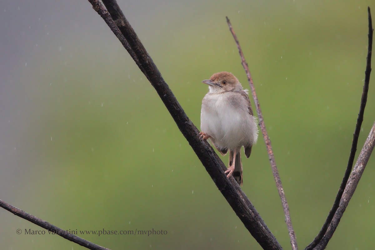 Rufous-winged Cisticola - ML204577601