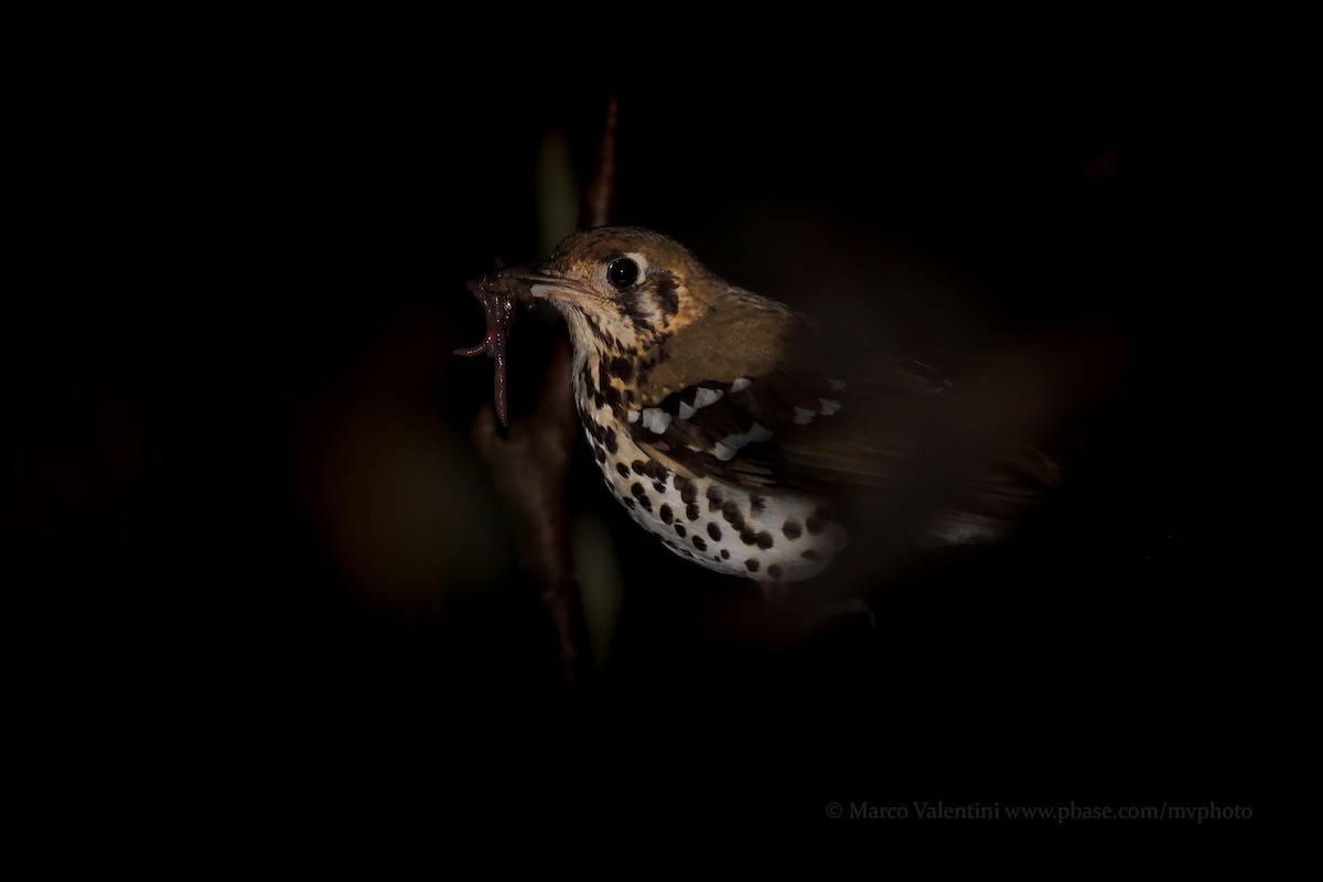 Spotted Ground-Thrush (Spotted) - ML204577611