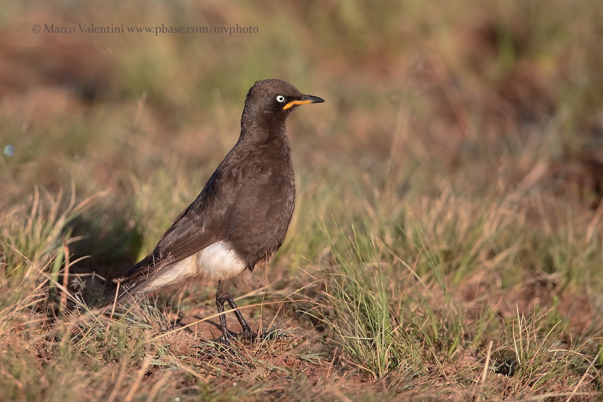 African Pied Starling - ML204577681