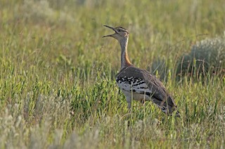 Denham's Bustard (Stanley's) - eBird