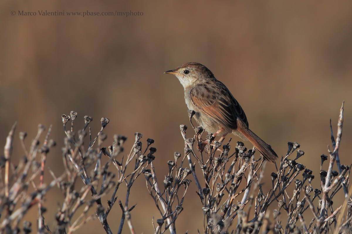 Red-headed Cisticola (Red-headed) - Marco Valentini