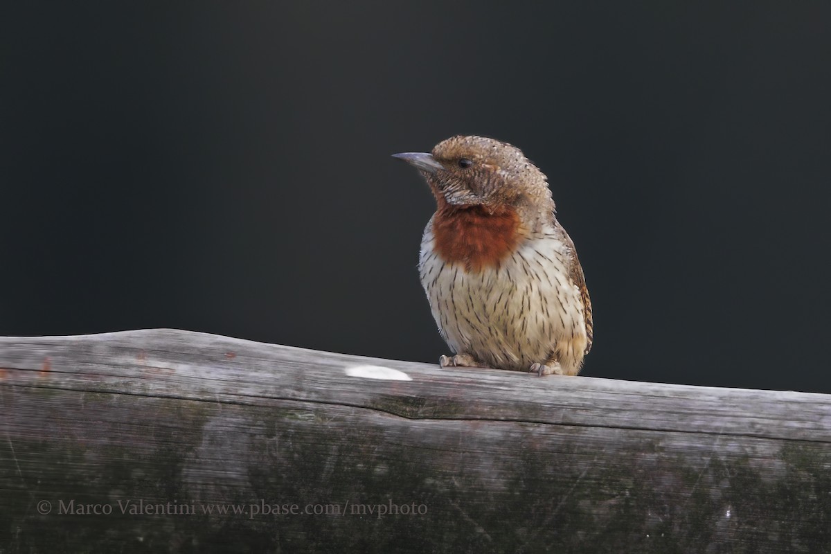 Red-throated Wryneck (Rufous-necked) - Marco Valentini