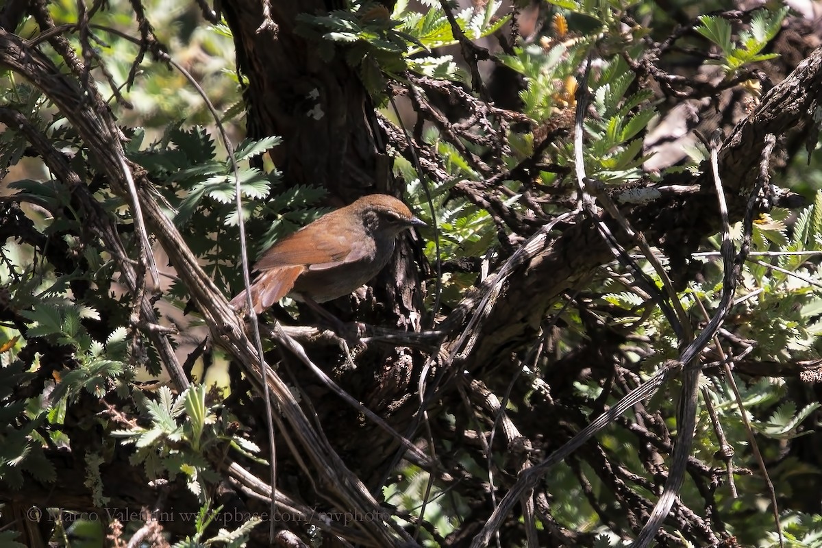 Barratt's Warbler - ML204578011