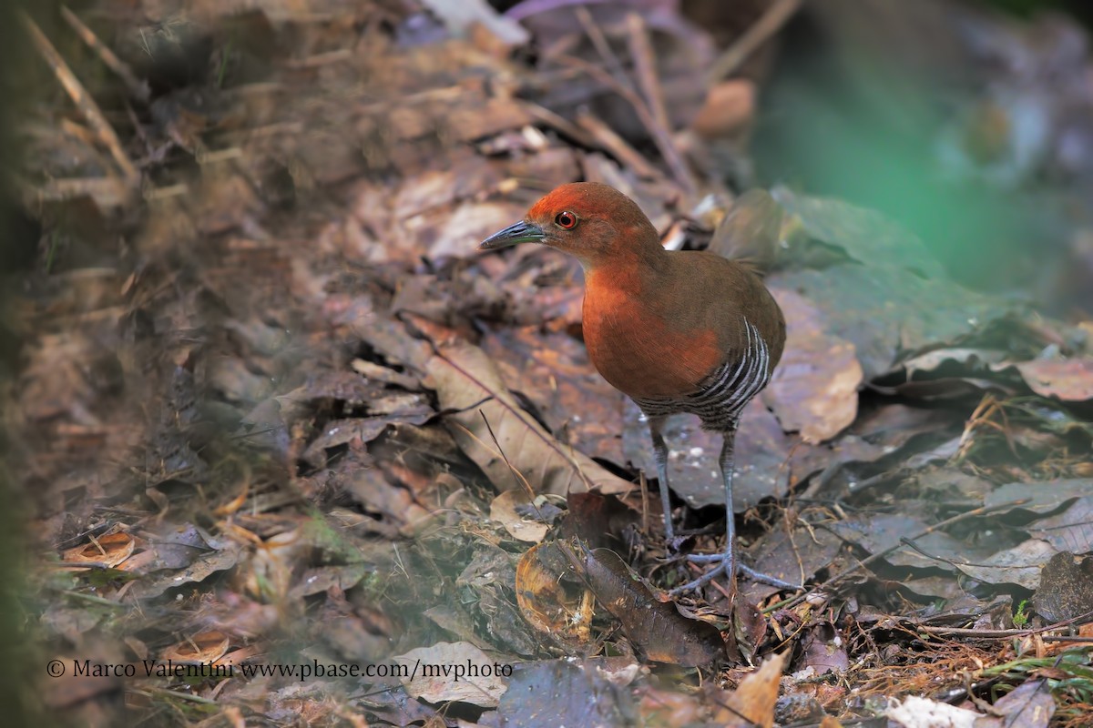 Slaty-legged Crake - ML204578081