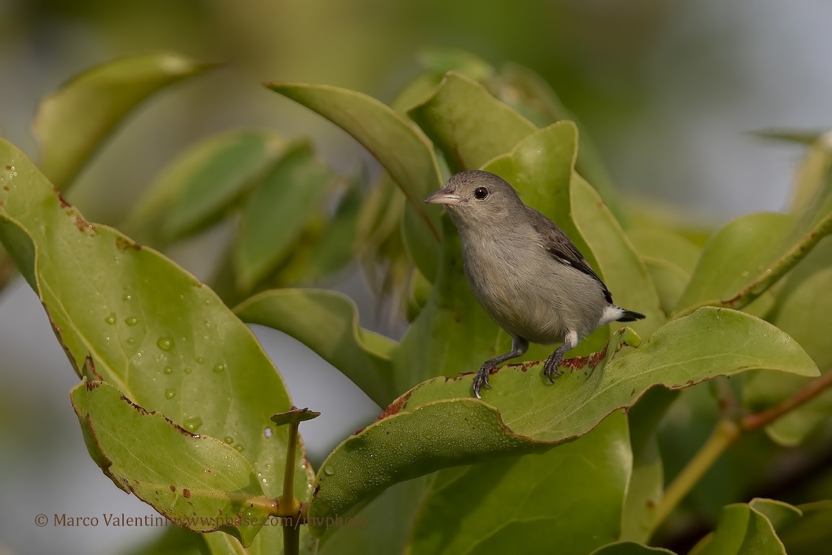 Pale-billed Flowerpecker - ML204578141