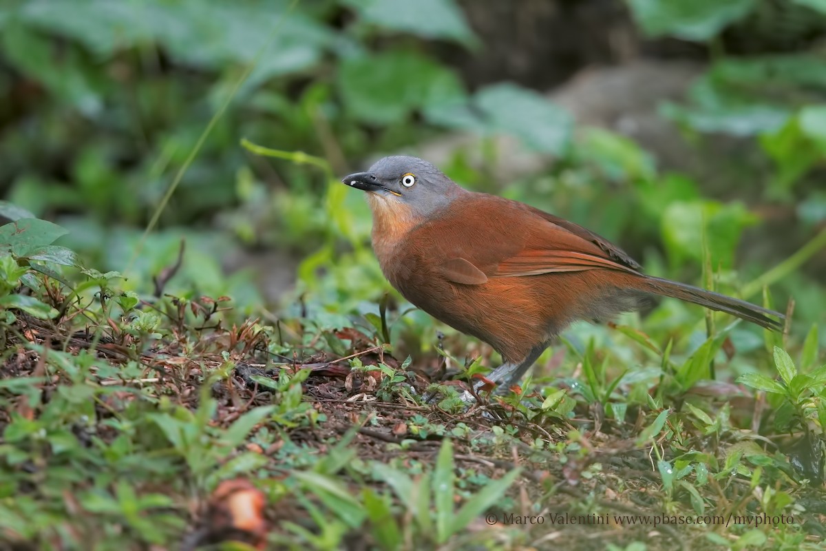 Ashy-headed Laughingthrush - ML204578161