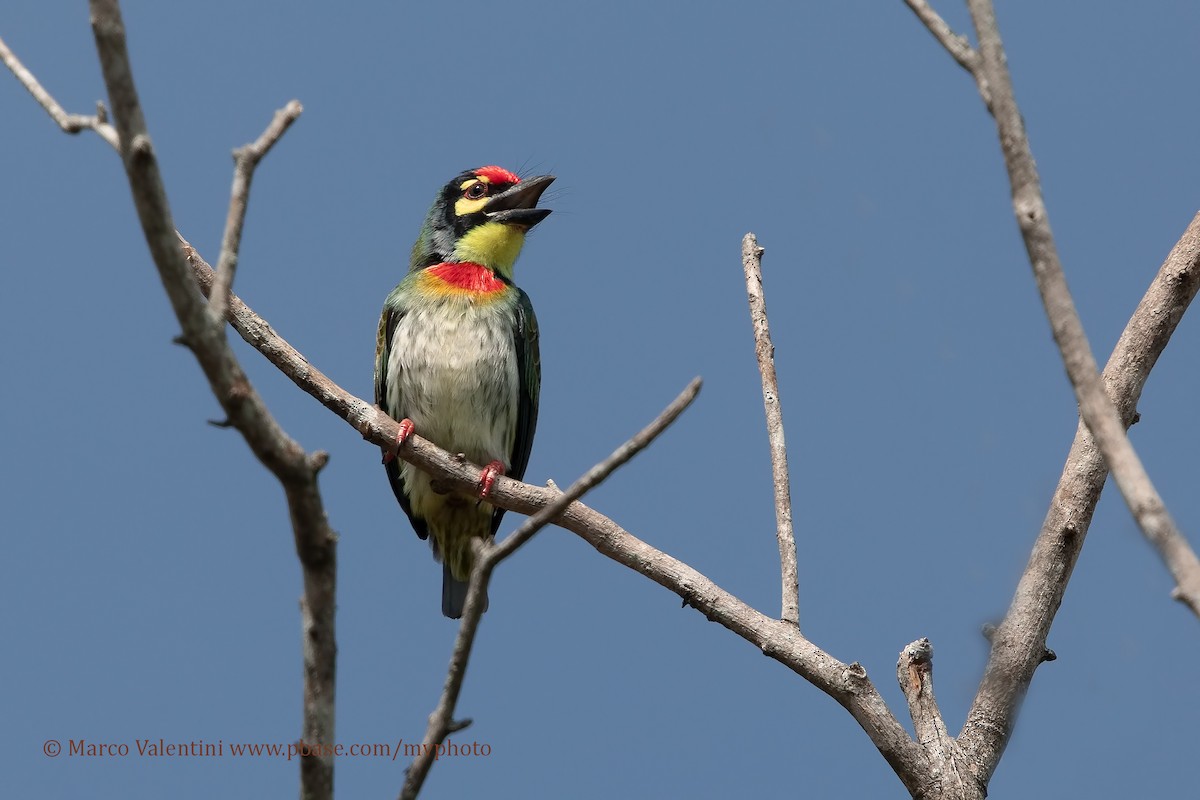 Coppersmith Barbet - Marco Valentini