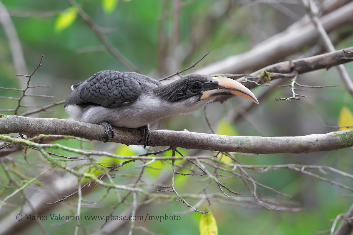 Sri Lanka Gray Hornbill - ML204578191