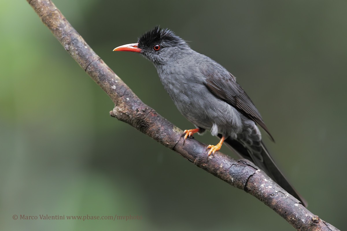 Square-tailed Bulbul (Sri Lanka) - ML204578201