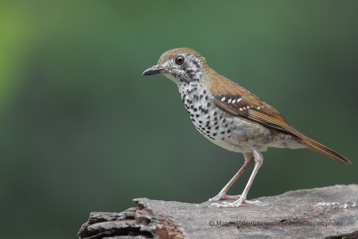Spot-winged Thrush - Marco Valentini
