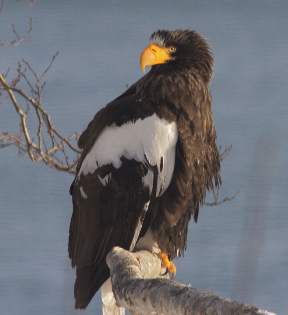 Steller's Sea-Eagle - ML204578571