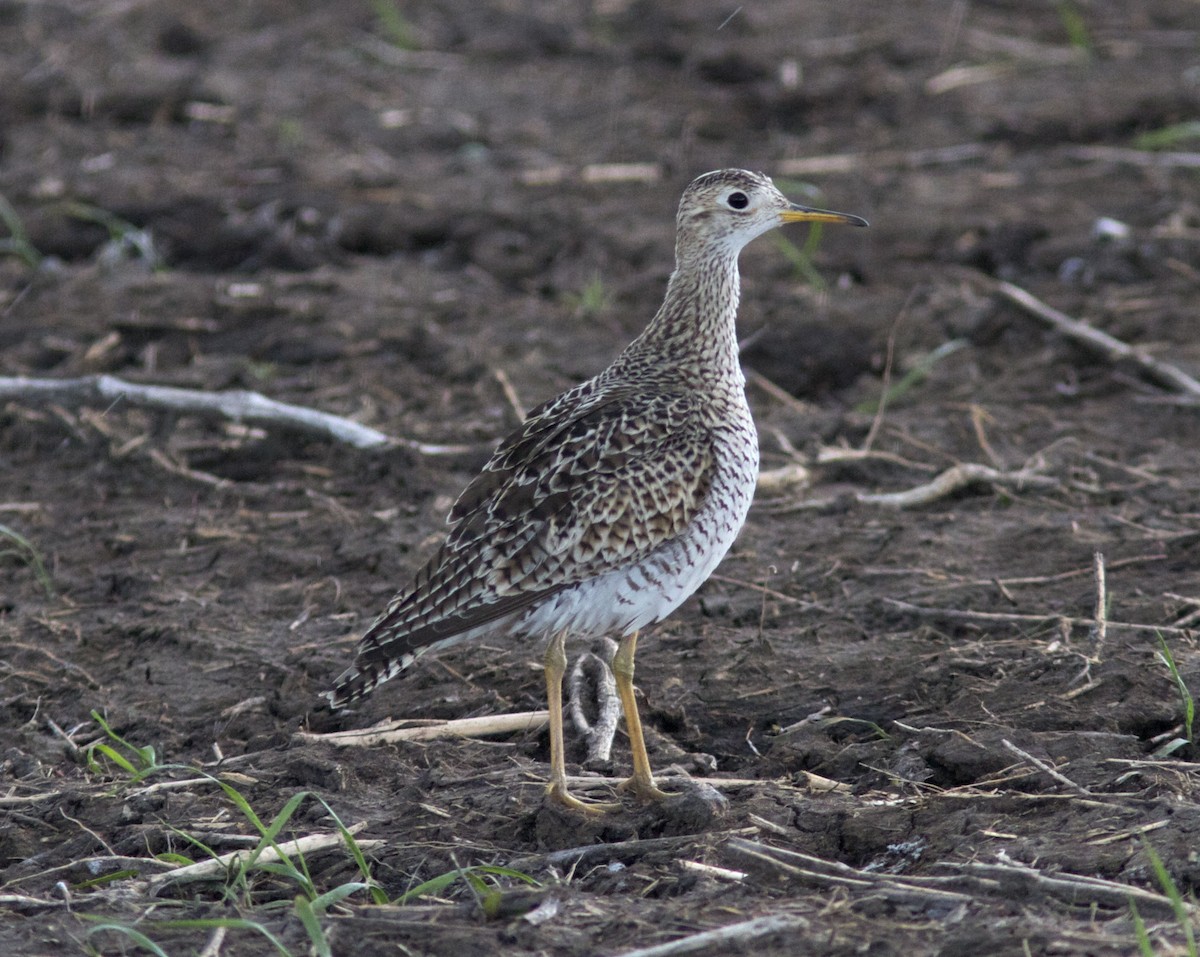 Upland Sandpiper - Ken Havard