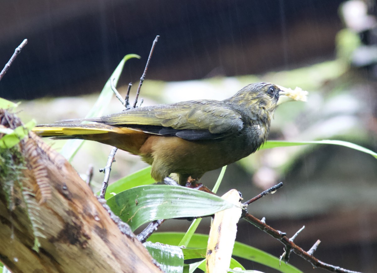 Dusky-green Oropendola - ML204578871