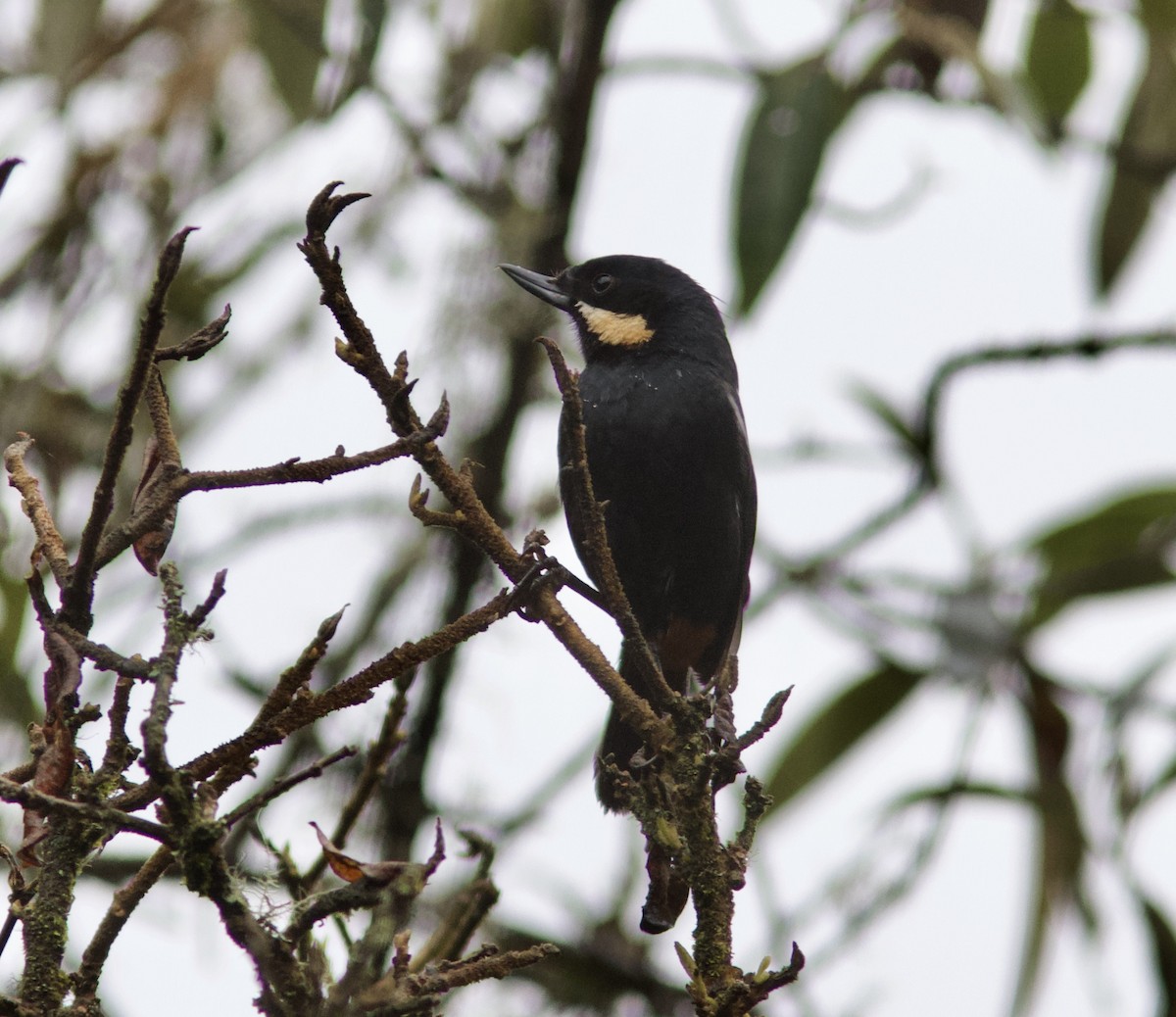 Moustached Flowerpiercer (albilinea) - Ken Havard