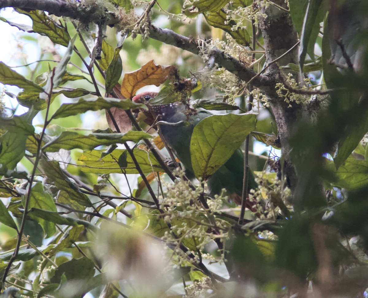 Speckle-faced Parrot (Plum-crowned) - ML204579051