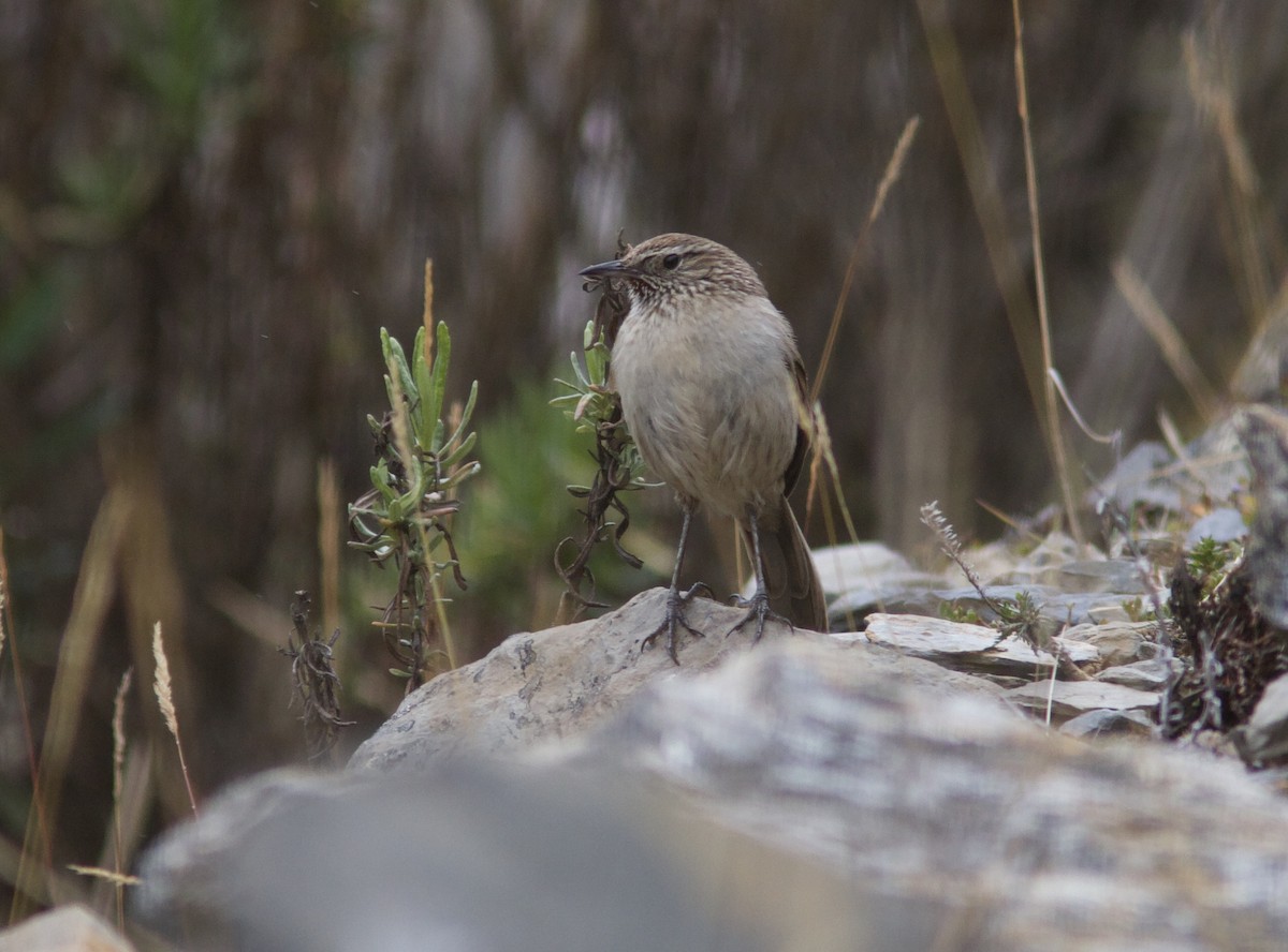 Streak-throated Canastero - Ken Havard