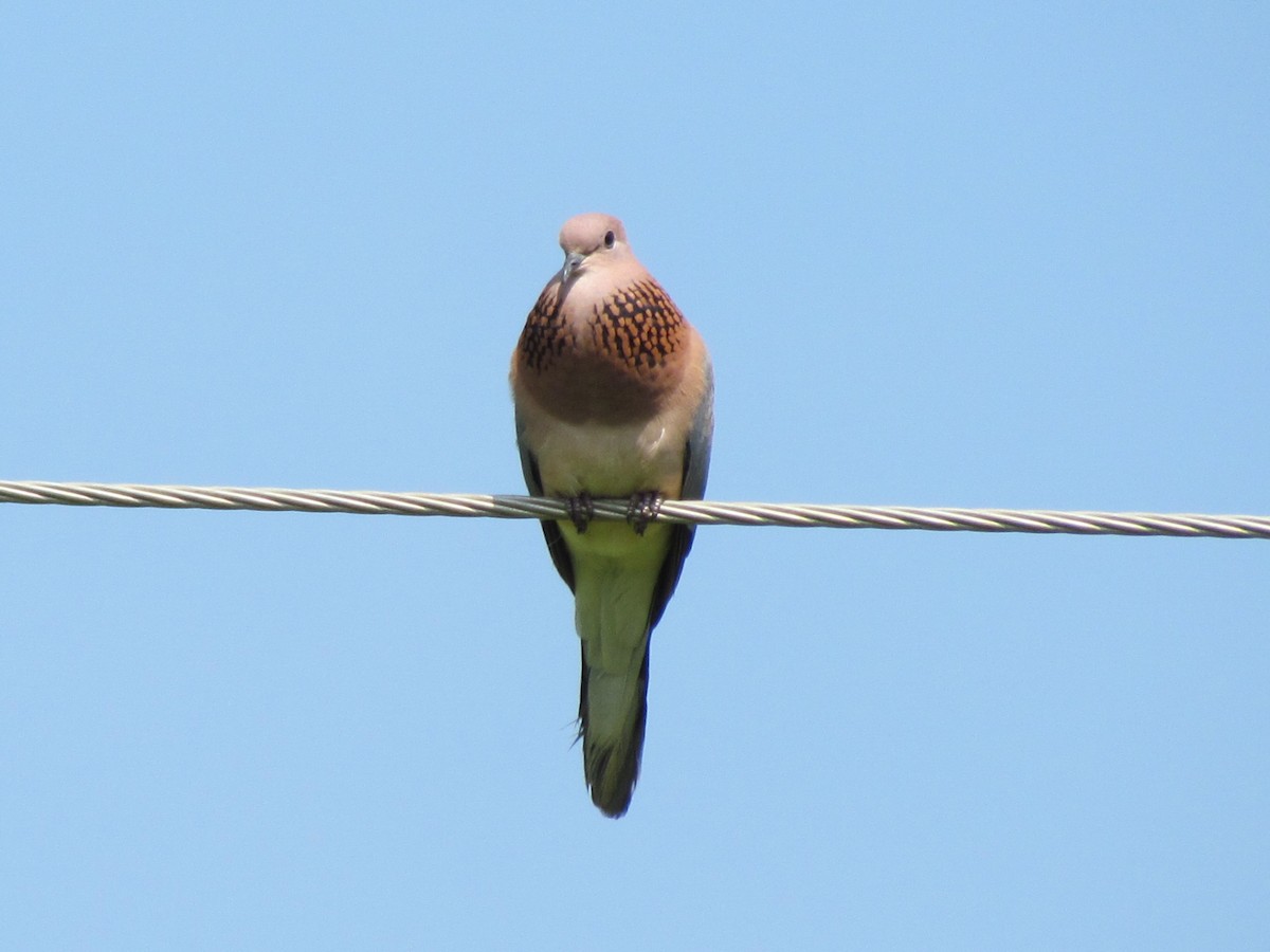 Tórtola Senegalesa - ML204579351