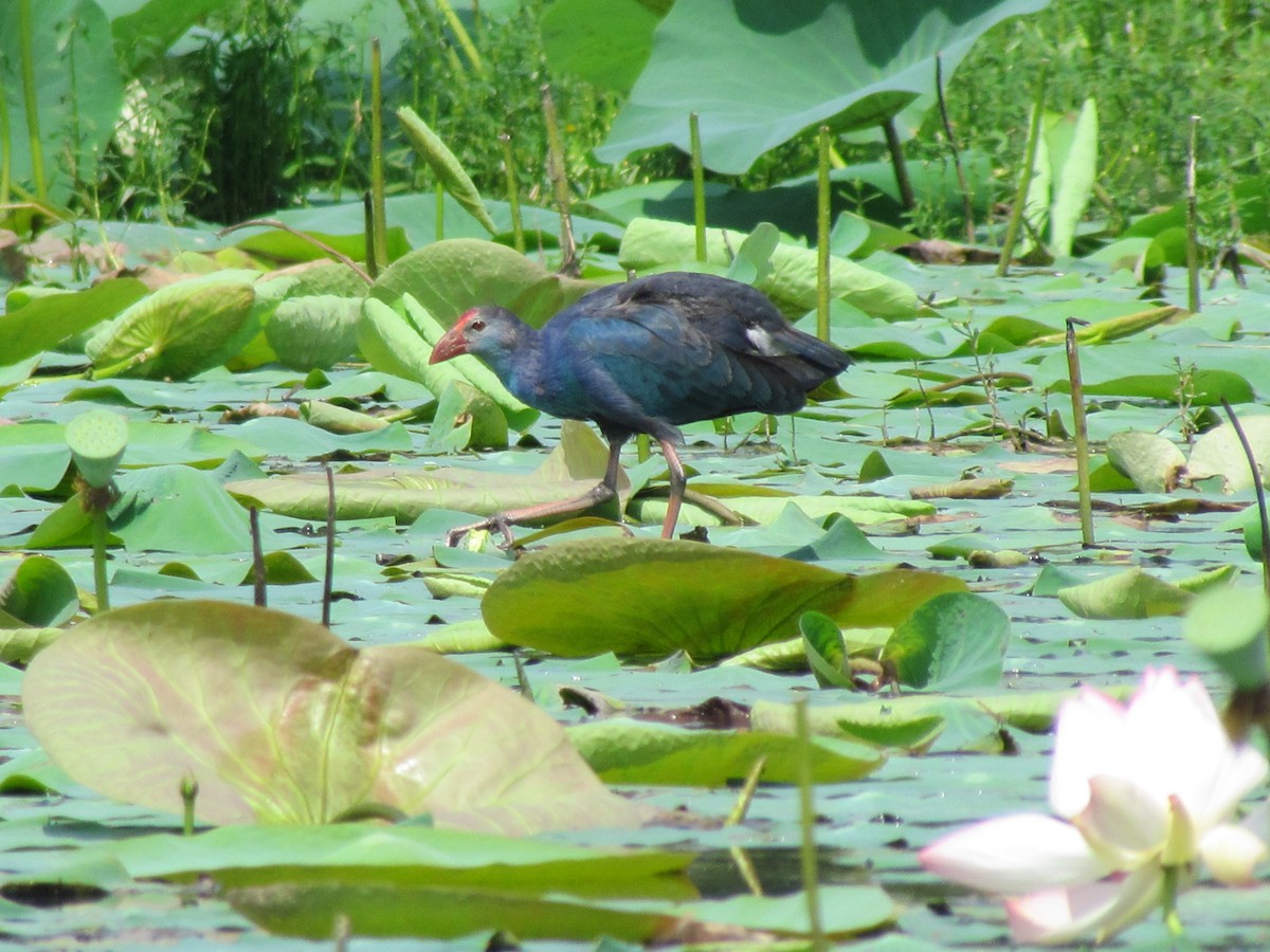 Gray-headed Swamphen - ML204579371