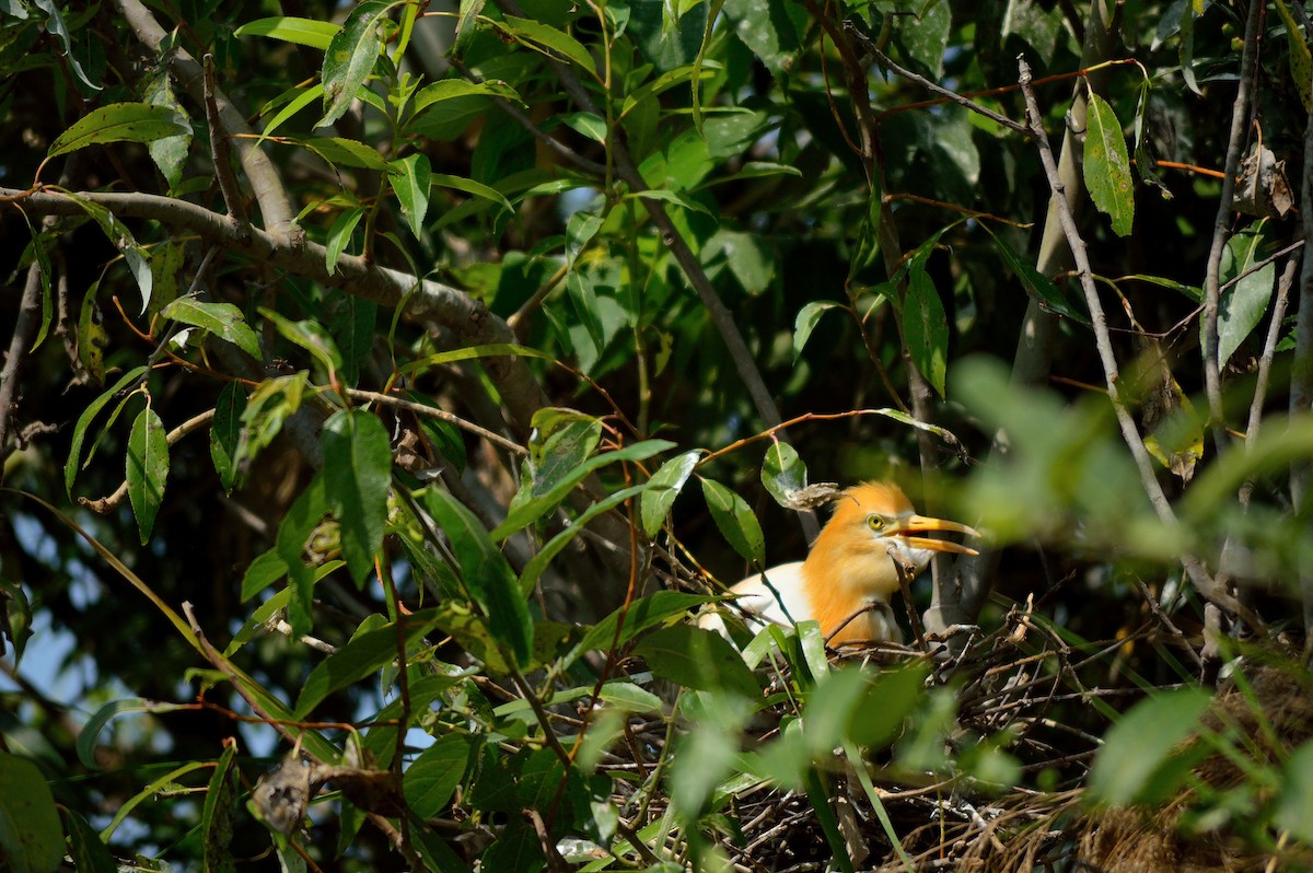 Eastern Cattle Egret - ML204579421