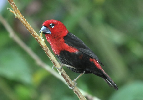 Black-bellied Seedcracker - Marco Valentini