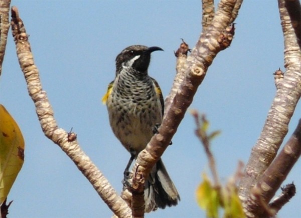 Socotra Sunbird - Marco Valentini