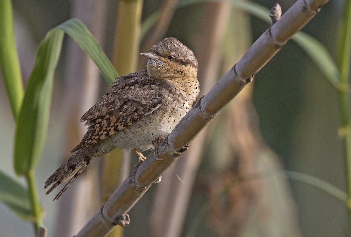 Photos - Eurasian Wryneck - Jynx torquilla - Birds of the World