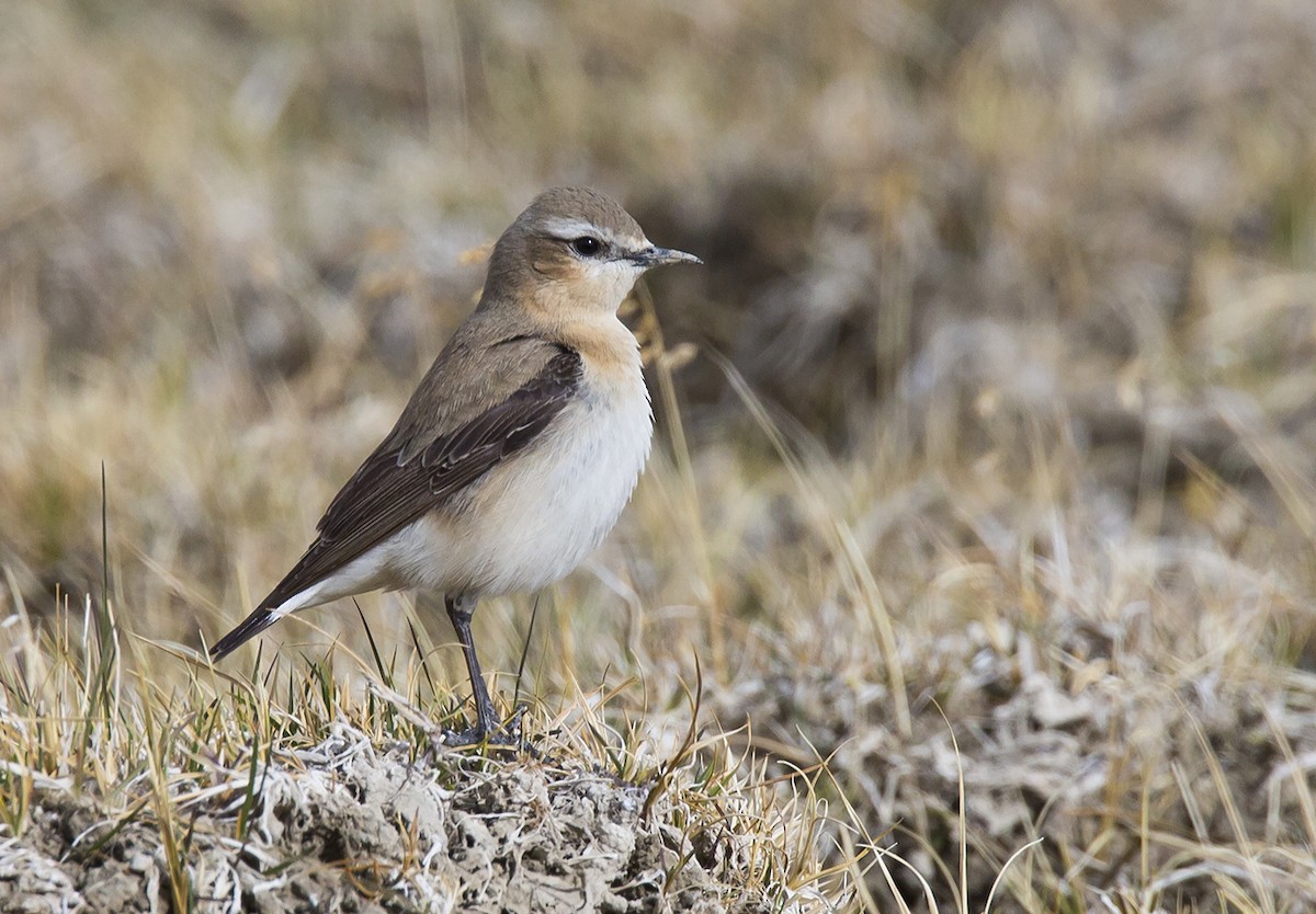 Northern Wheatear (Eurasian) - Marco Valentini