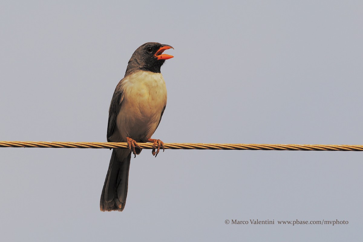 Black-throated Saltator - Marco Valentini