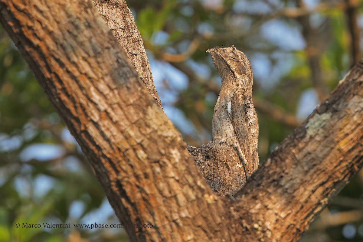 Common Potoo - ML204580421