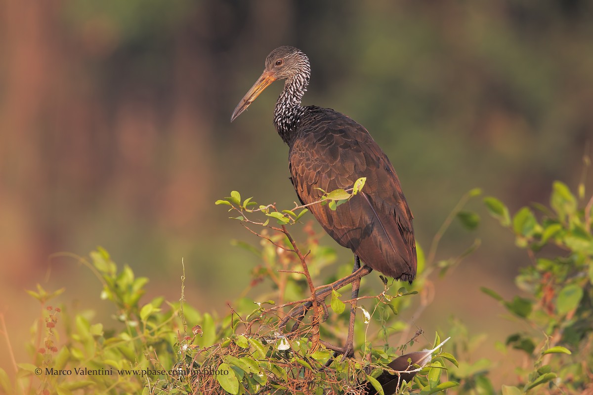 Limpkin (Brown-backed) - Marco Valentini