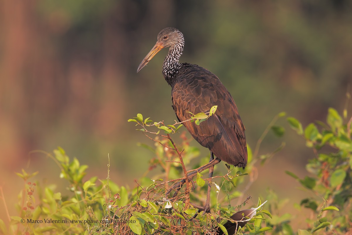 Limpkin (Brown-backed) - ML204580651