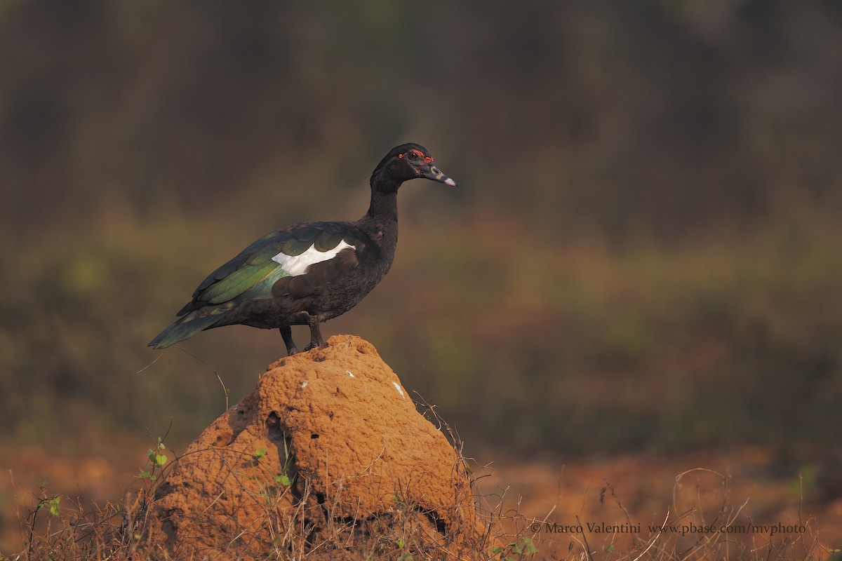 Muscovy Duck - Marco Valentini