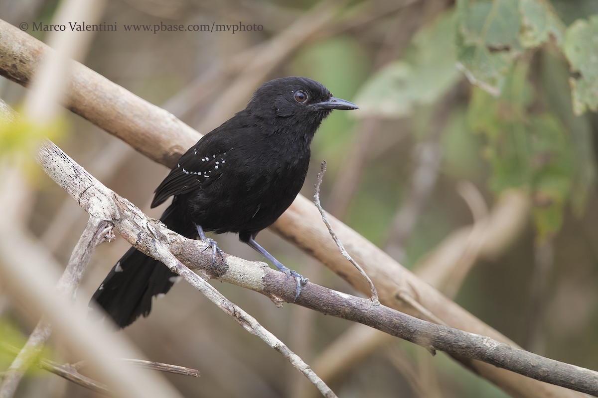 Mato Grosso Antbird - Marco Valentini