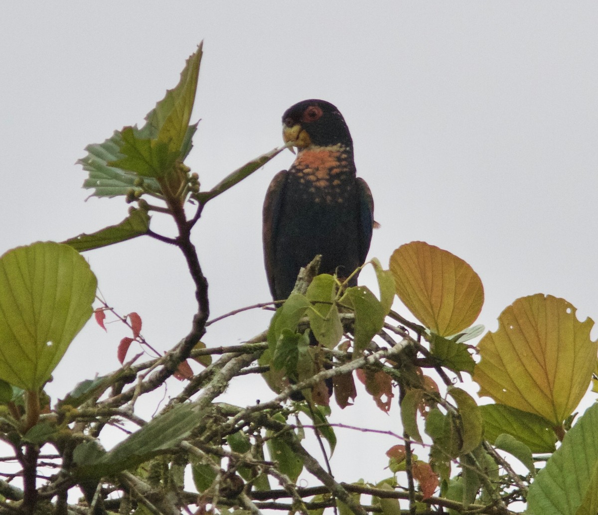 Bronze-winged Parrot - ML204580911