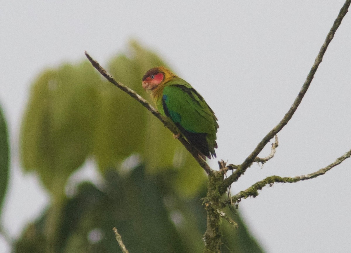 Rose-faced Parrot - ML204580921