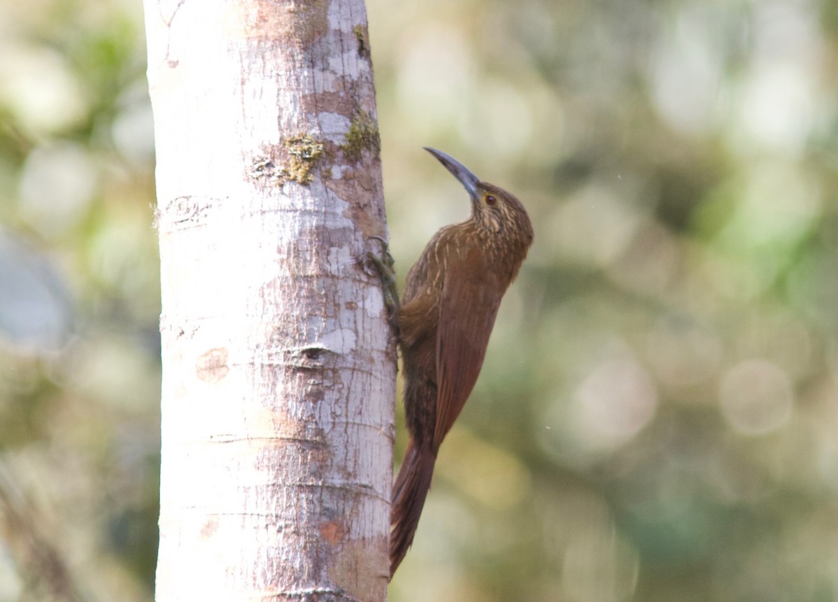 Strong-billed Woodcreeper - ML204580951