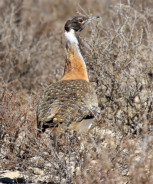 Ludwig's Bustard - Marco Valentini