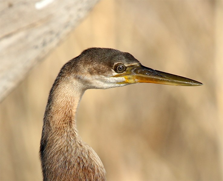 Anhinga Africana - ML204581521