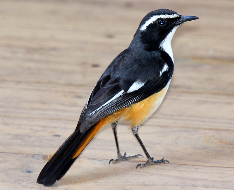 White-throated Robin-Chat - Marco Valentini