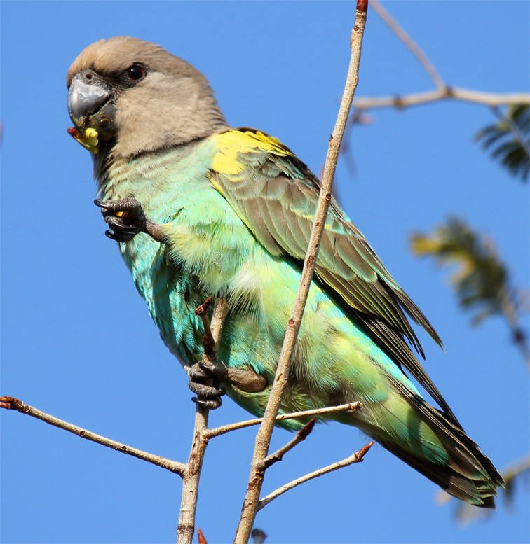 Meyer's Parrot - ML204581651