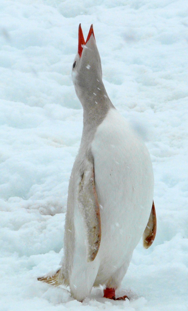 Pingüino Juanito - ML204581921