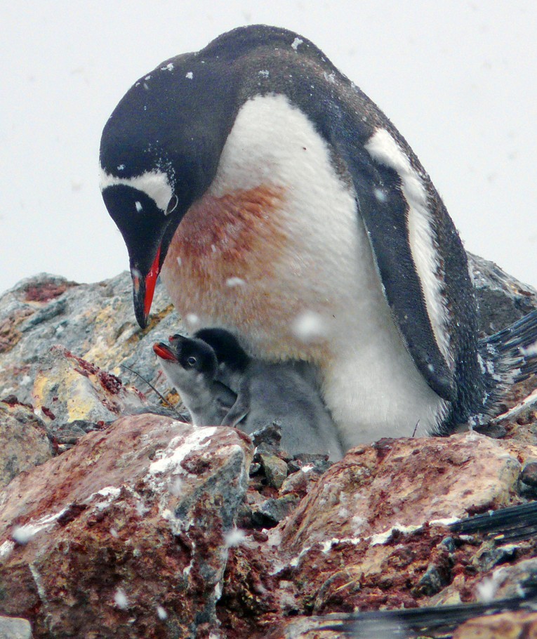 Pingüino Juanito - ML204582011