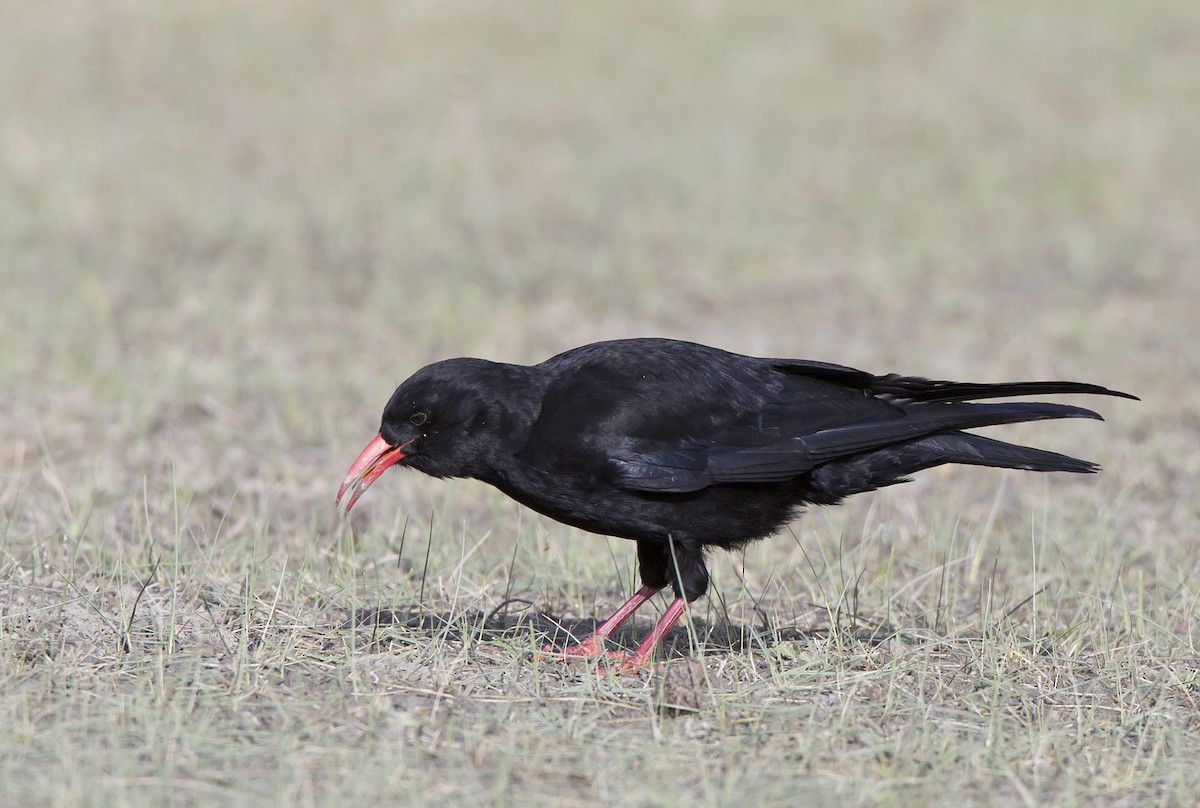 Red-billed Chough - Marco Valentini
